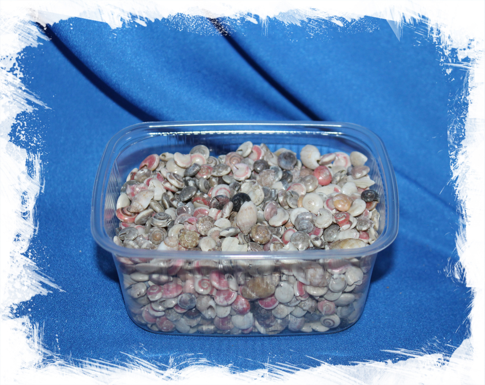 Умбониум разноцветный, 0,5-1см, 100гр, 400шт