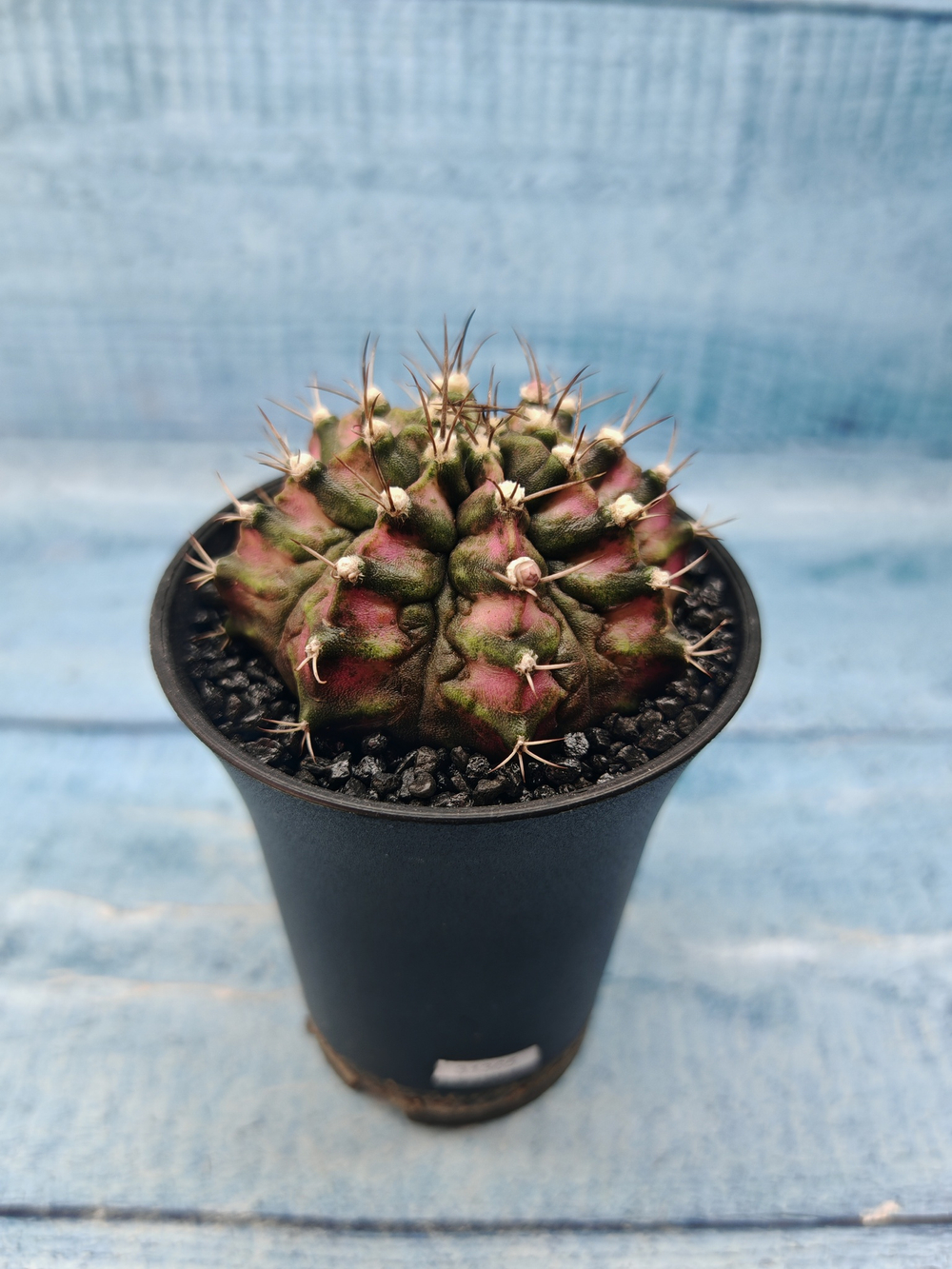 Gymnocalycium T-Rex Pink hybride (Гимнокалициум)