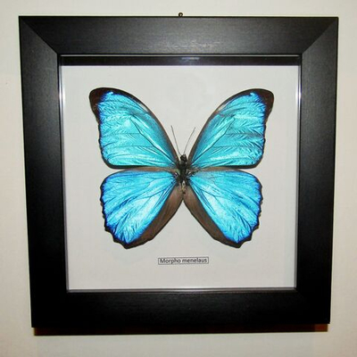 Бабочка Morpho menelaus в рамке