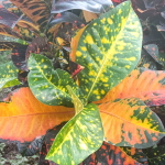 Кротон ORANGE JUICE