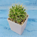 Mammillaria Longimamma (Маммилярия)