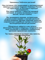 Шалфей Карадонна яркий фиолетовый сальвия
