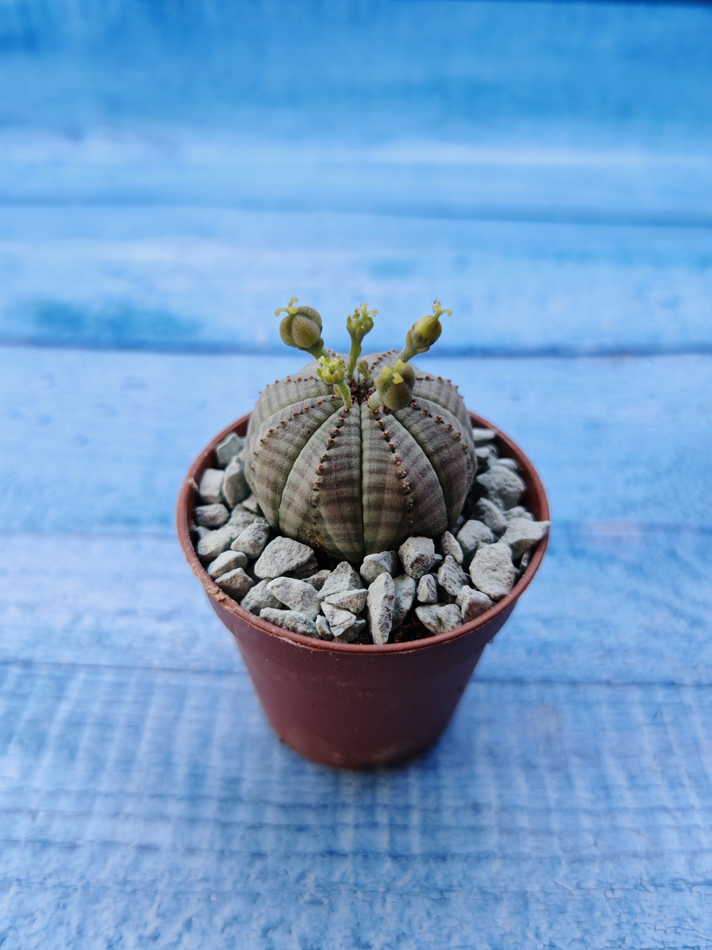 Euphoria Obesa (Эуфорбия)