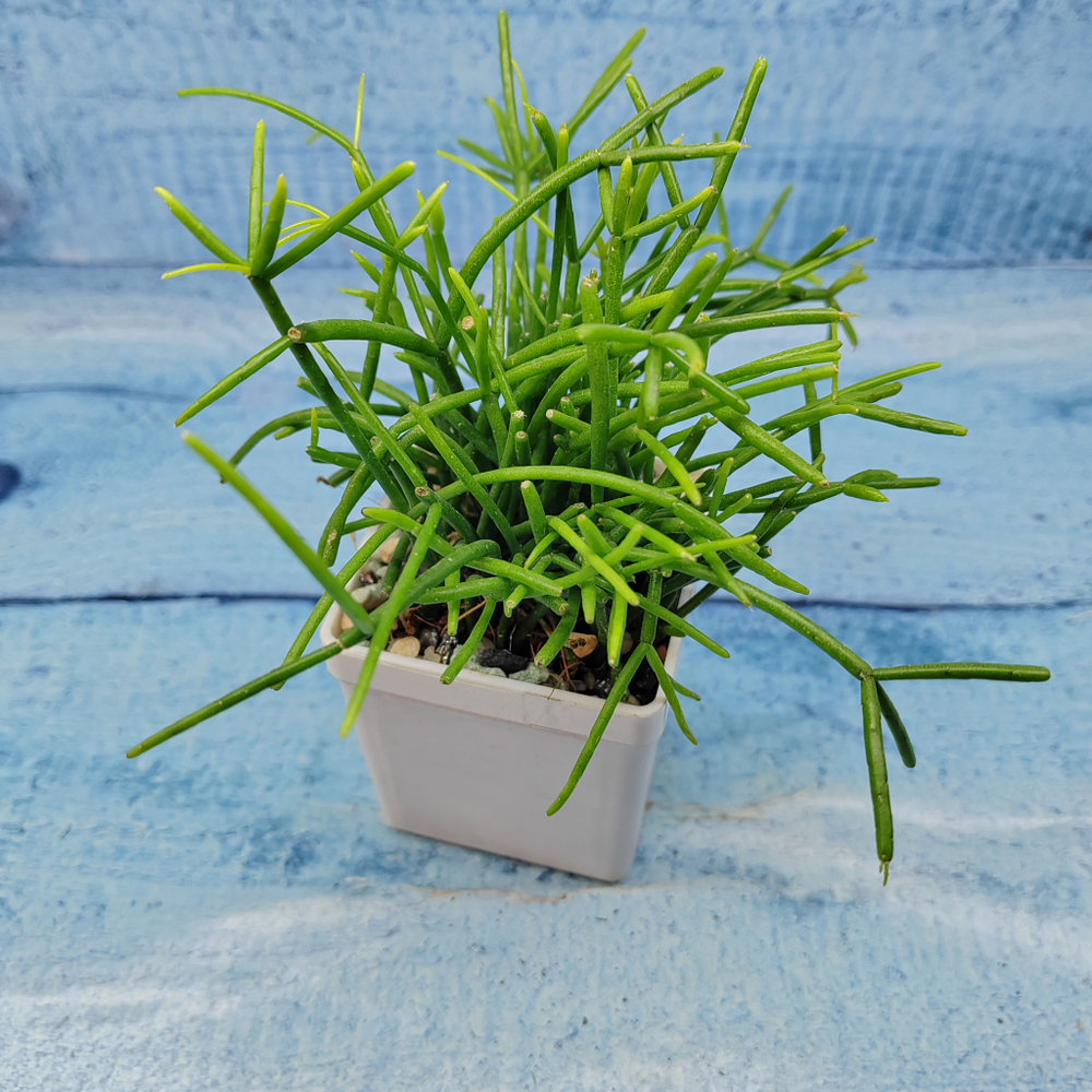 Rhipsalis Cassutha (Рипсалис)