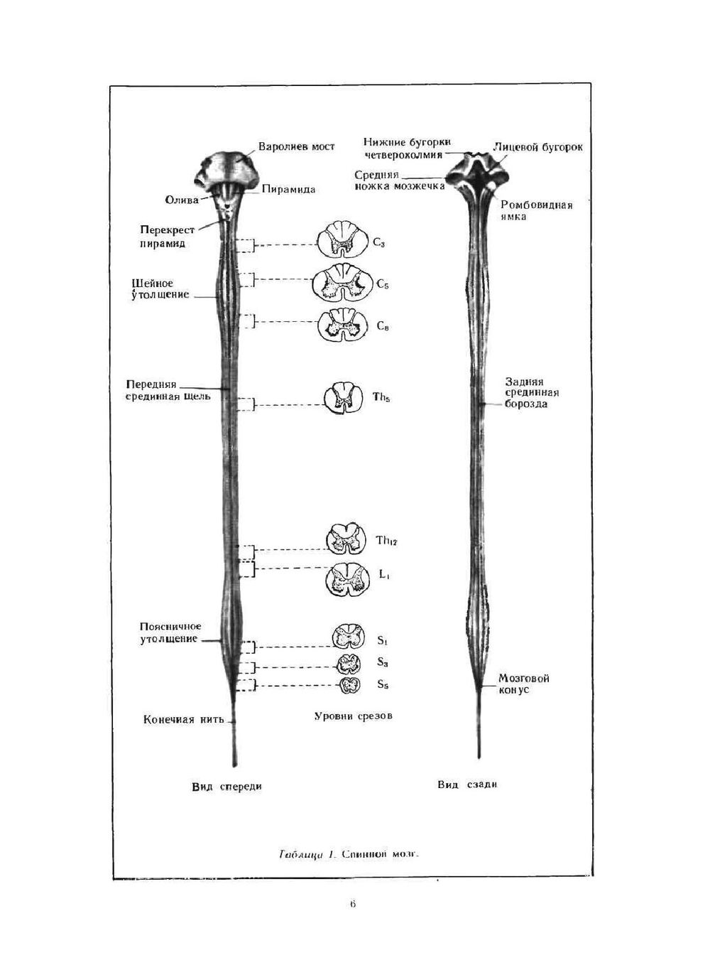 Анатомо-клинический атлас по невропатологии | Л.И. Сандригайло