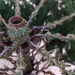 Ель искусственная «Престиж» (Литая хвоя) 215 см / 2,15 м