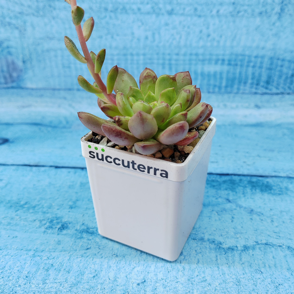 Graptoveria Bashful (Граптоверия)