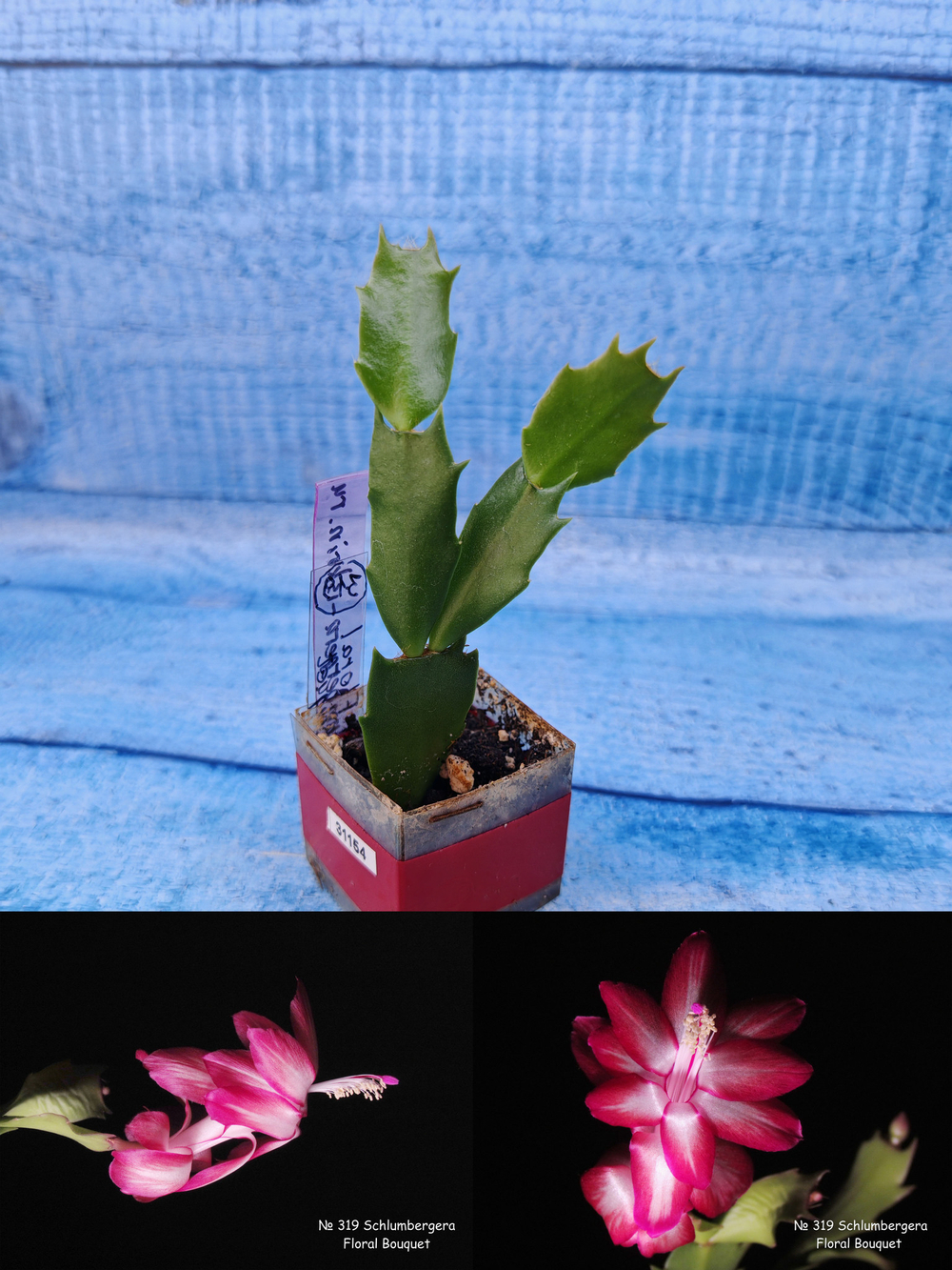 Schlumbergera cv. Floral Bouqet (Шлюмбергера)