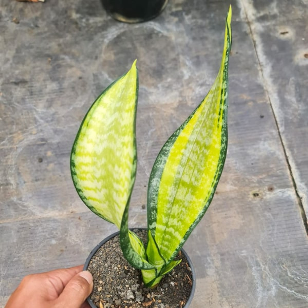 Сансевиерия FUTURA MEDIOPICTA