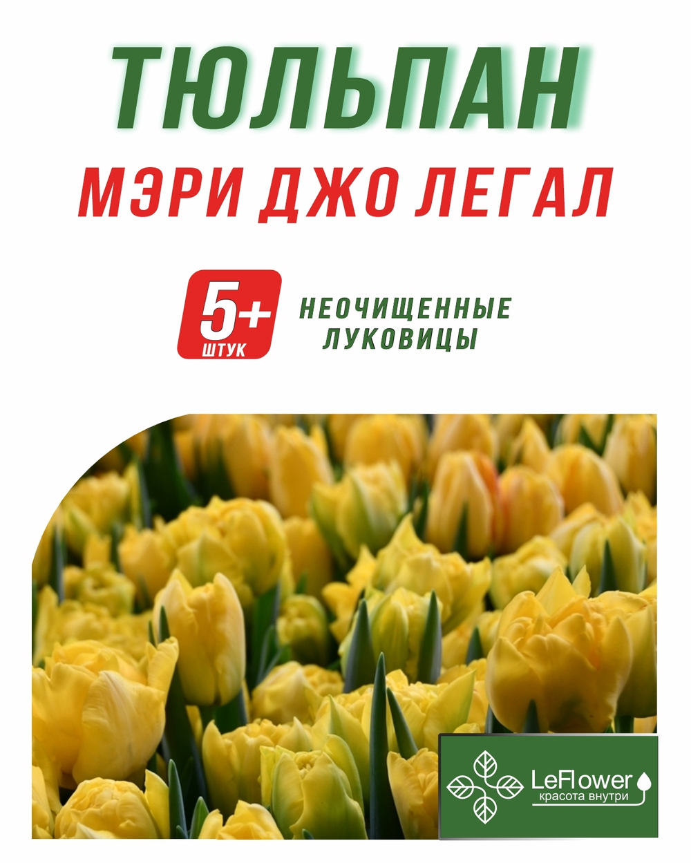 Тюльпан Луковица, Мэри Джо Легал, 5+шт