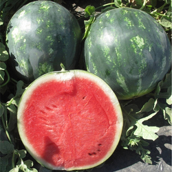 Арбуз Мега 4 цвета F1 5шт ВитаГрин ЭКСТРА