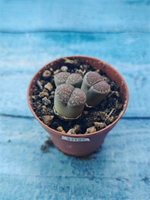 Lithops sp. (Литопсы)