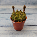 Gymnocalycium Friedrichii (Гимнокалициум)