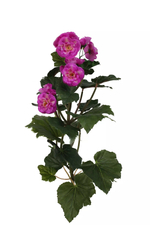 Бегония цветущая средняя