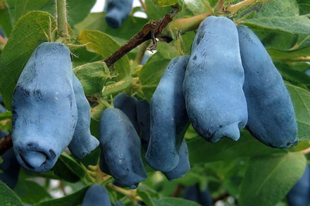 Саженец Жимолости съедобной «Васюганская» (Десертный вкус, Ранняя, Высокоурожайная)