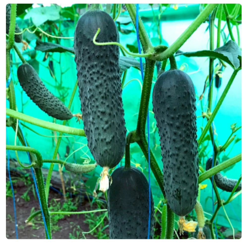 Огурцы теплица Георг F1 - Geor 1000 семян