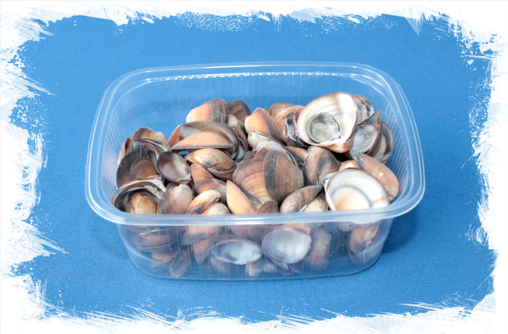 Виллорита циприноидес