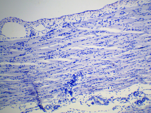 Видеоокуляр для микроскопа ToupCam UCMOS05100KPA