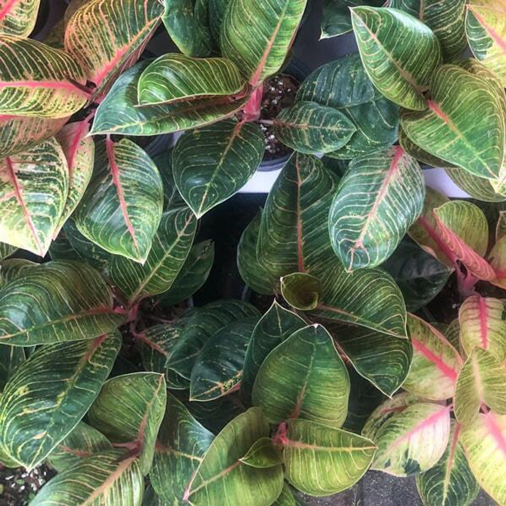 Аглаонема BLACK KRISHNA