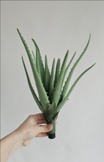 Алоэ / Арт 8060