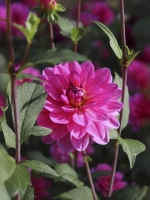 Георгин декоративный Онеста