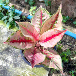 Аглаонема RED ARROWS