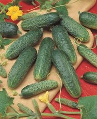 АСТЕРИКС F1 семена огурца (Bejo | Alexagro)