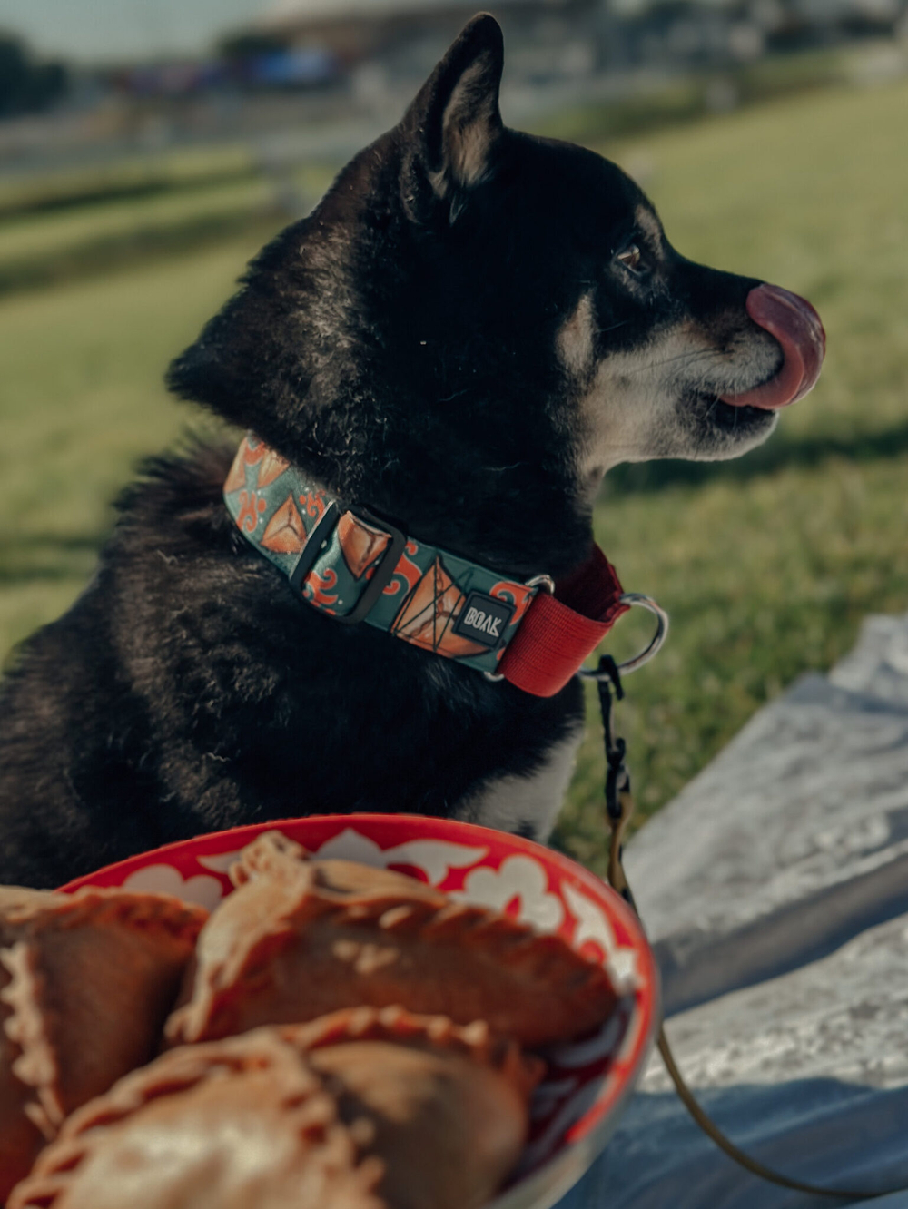 Ошейник Эчпочмак,наличие