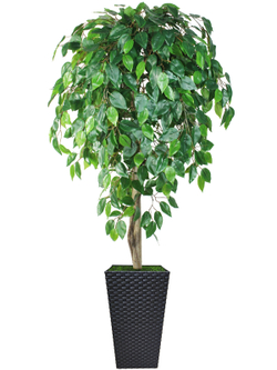 Искусственное дерево Фикус зеленый 150см в высоком коричневом кашпо ротанг