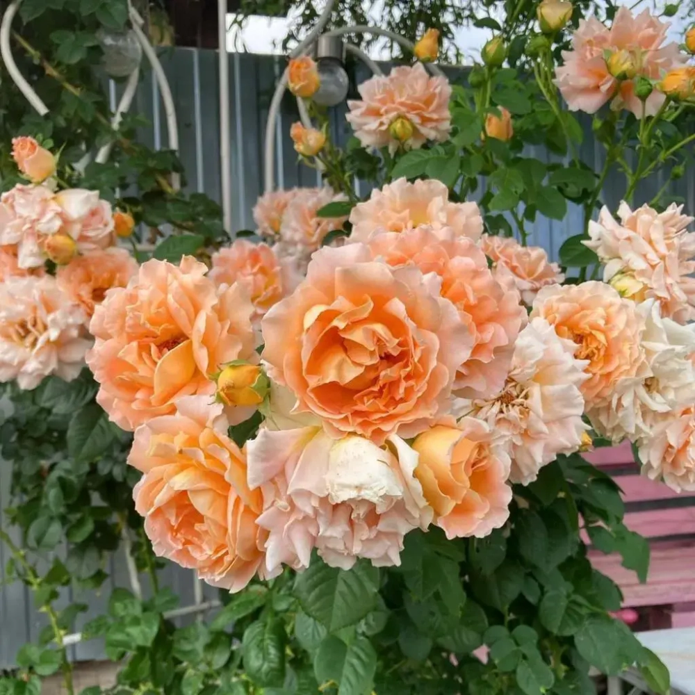 Роза плетистая "Polka"