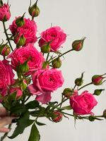 Пионовидная кустовая роза в ярко розовом оттенке