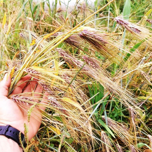 Ячмень Чёрный Тибетский Голозерный Пурпурная Долина - Purple Valley Barley