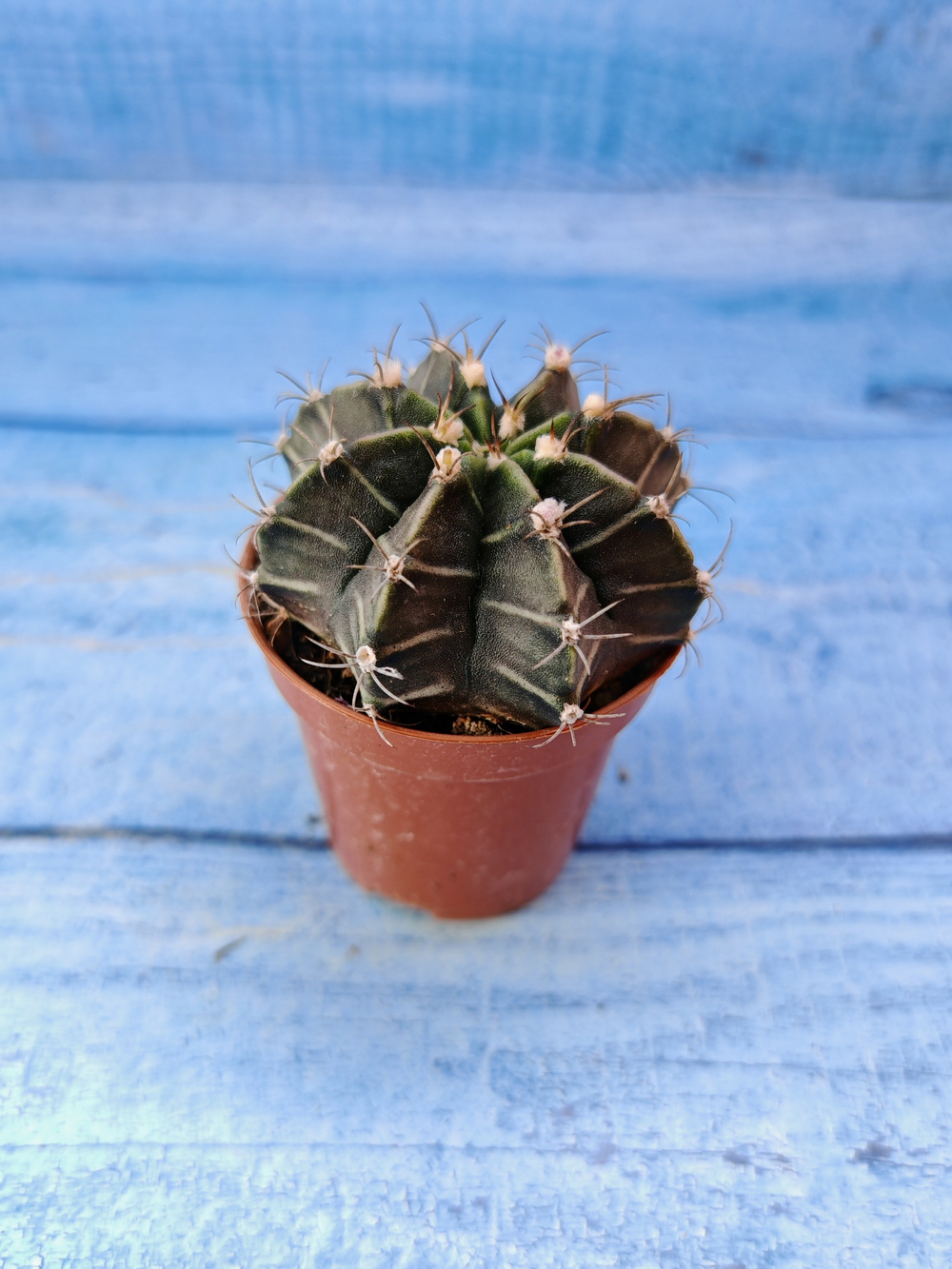Gymnocalycium Friedrichii (Гимнокалициум)