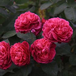 Бисантенэр де Гийо (Bicentenaire de Guillot)