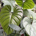 Филодендрон COLUMBIA