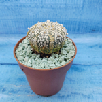 Astrophytum Asterias "Super Kabuto" (Астрофитум)