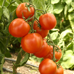 Натс F1 семена томата  (Гавриш)