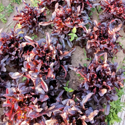 Салат Чёрный Кардинал - Black Cardinal Lettuce