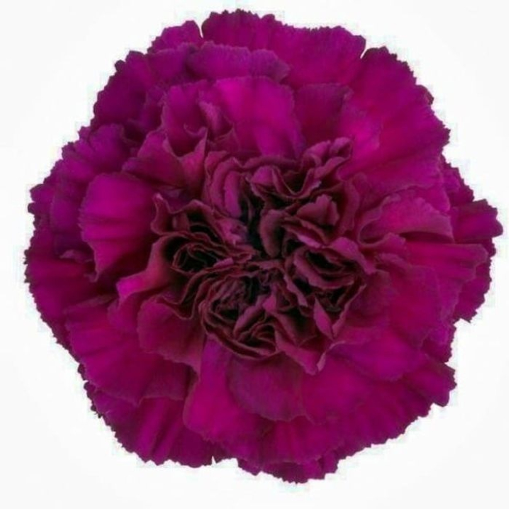 Гвоздика Roselly Purple ОКС укорененный черенок 1-10 марта
