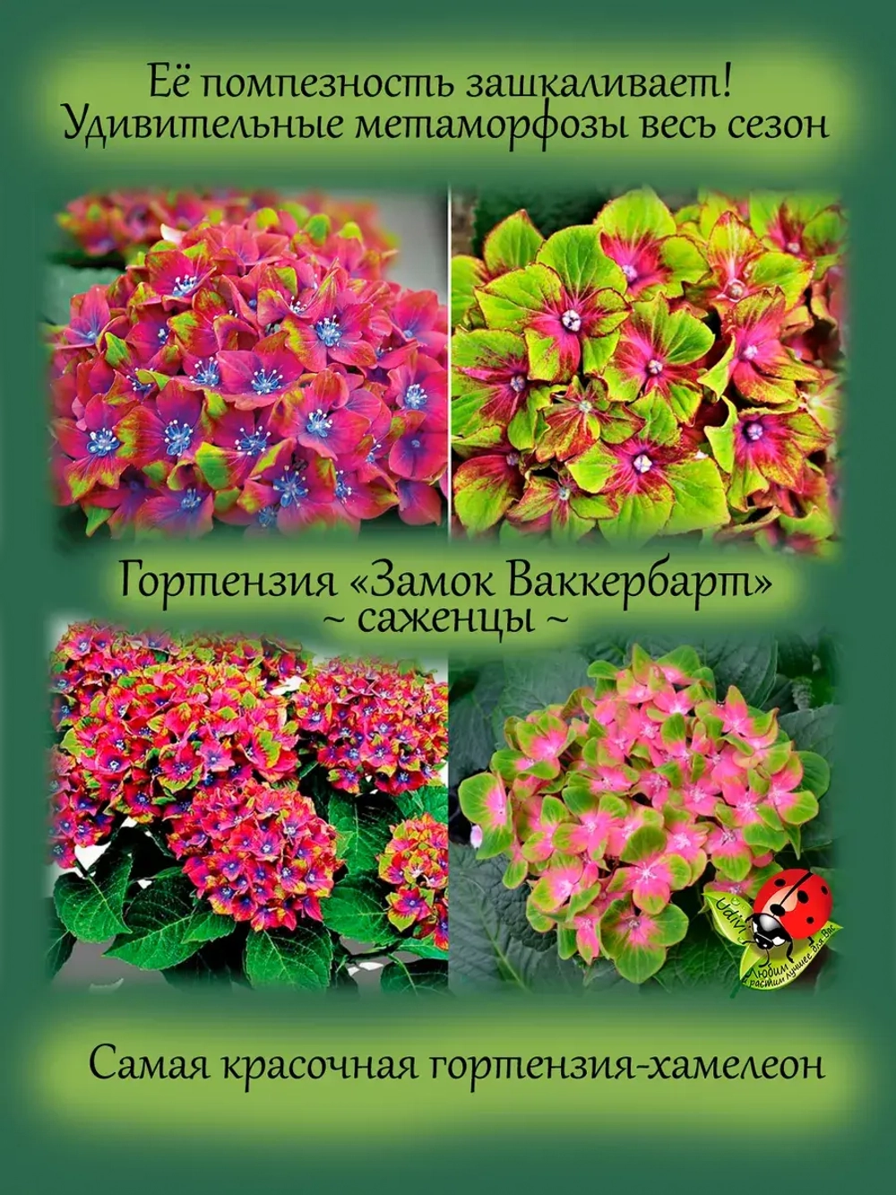 Гортензия Шлосс Вакербарт Замок крупнолистная