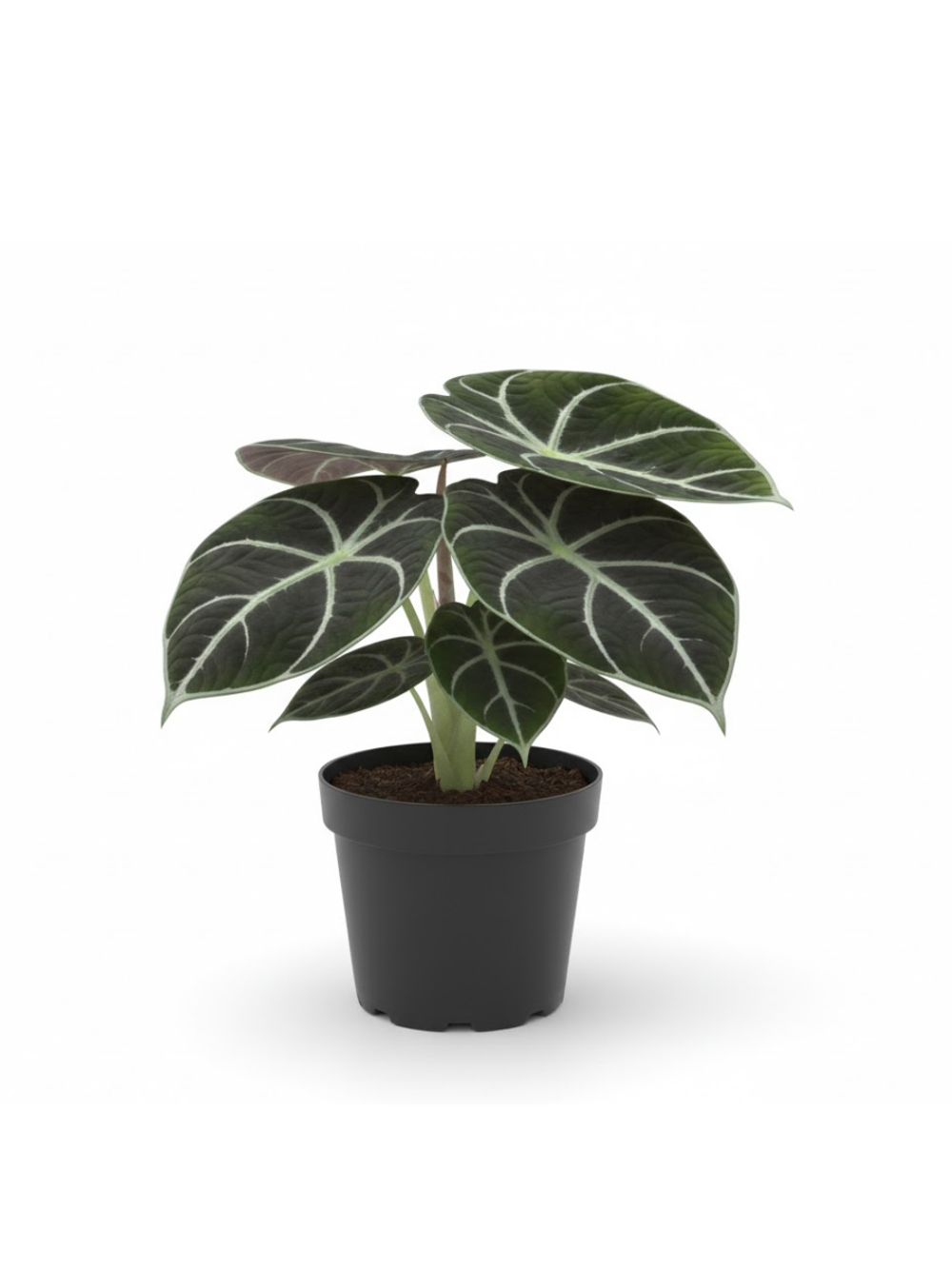 Алоказия Black Swan д.10