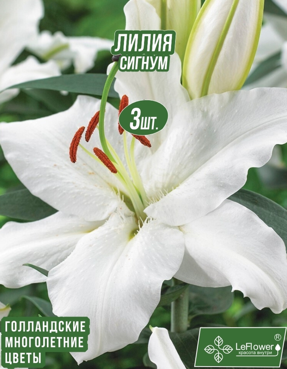 Лилия Луковица, Сигнум 3 шт