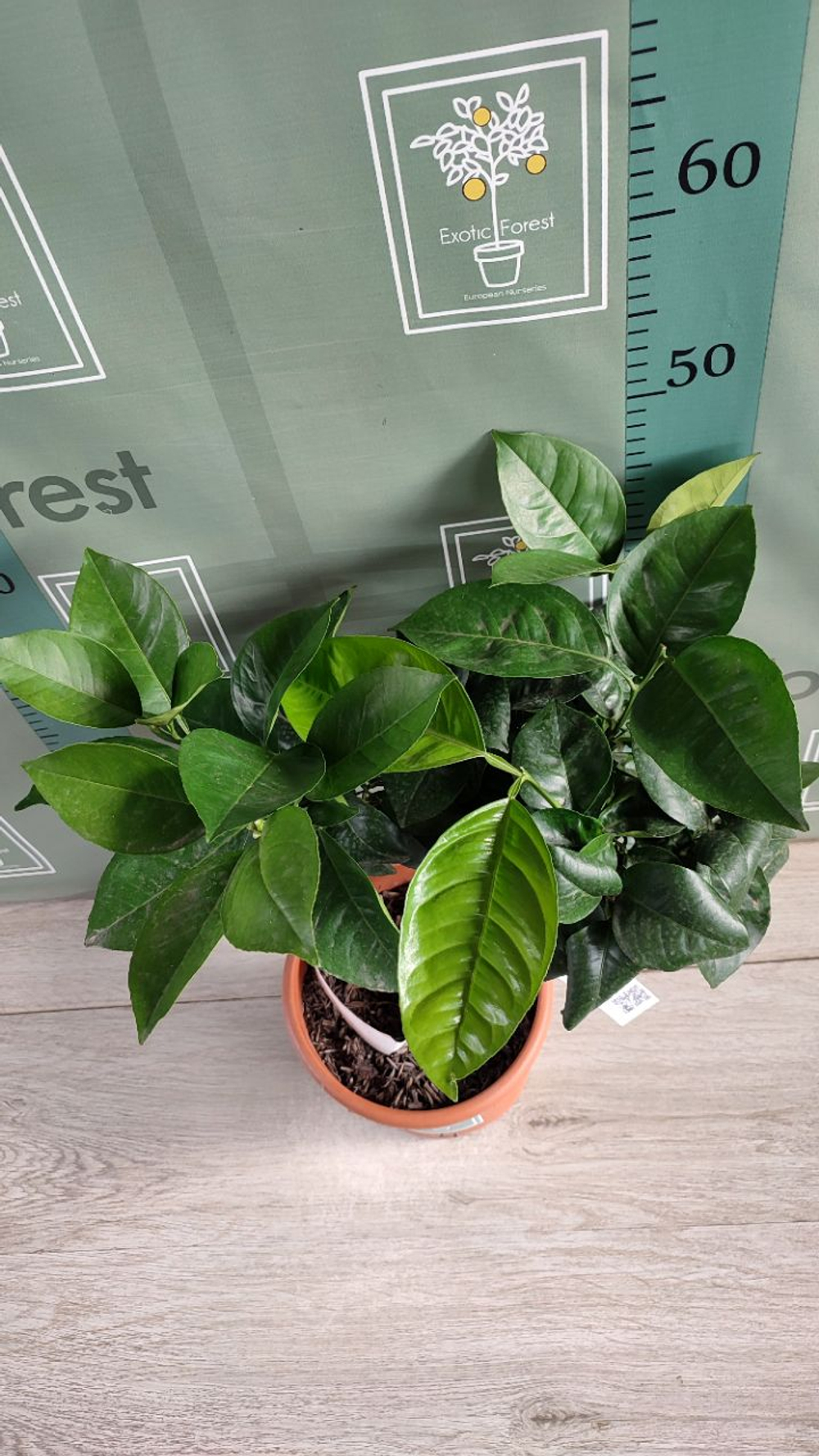 C. sinensis “Sanguinello moscato nucellare”