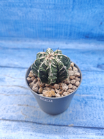 Astrophytum Myriostigma Fukuryu (Астрофитум)
