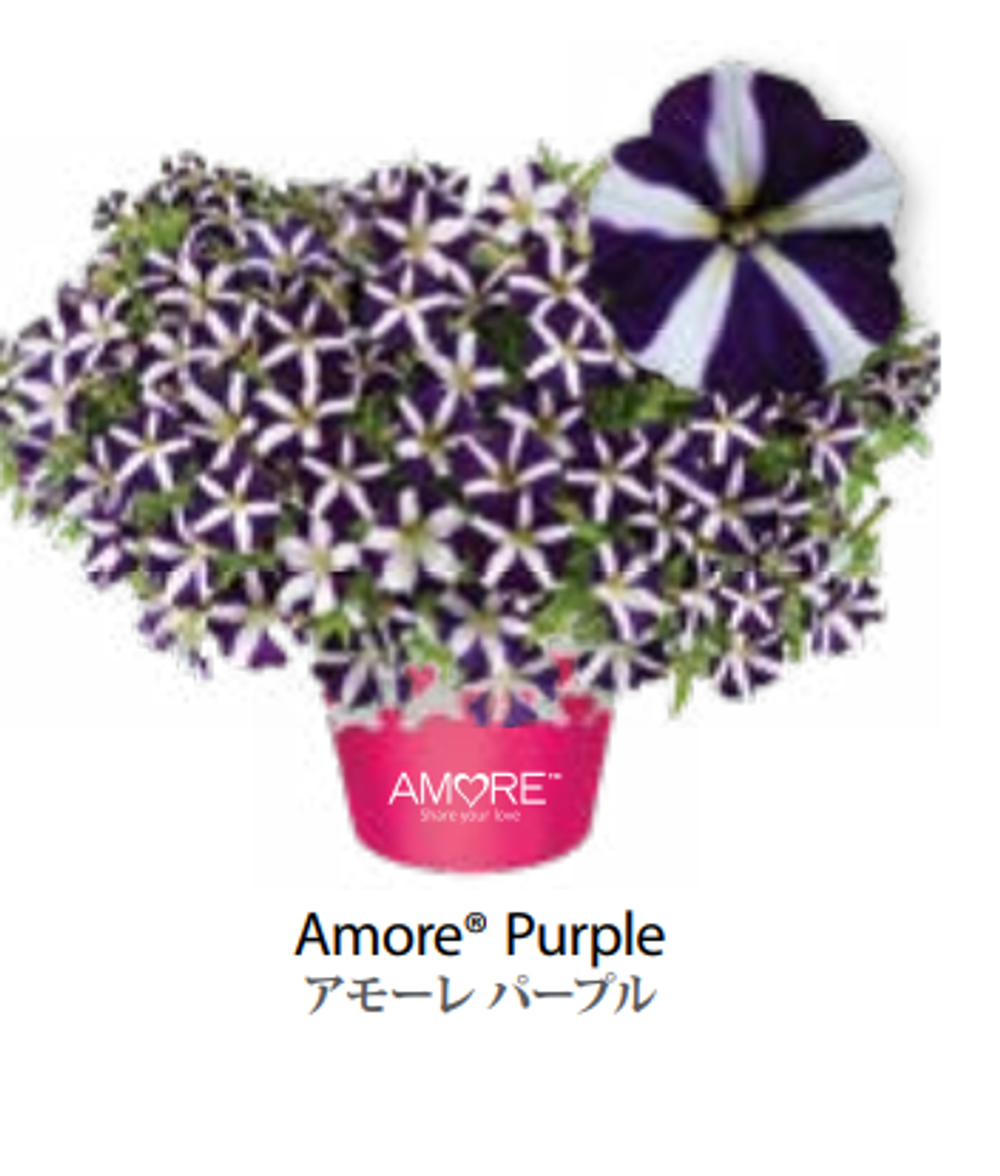 ЕВРО Petunia Amore Purple укорененный черенок середина декабря 25