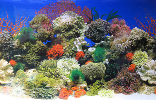 Фон пленка [BRC20] 50см Морской/Красные кораллы (за м.)