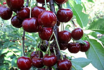 Черешня Овстуженка