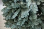 Ель голубая искусственная «Бордо» (Литая хвоя) 180 см / 1.8 м