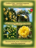 Роза Золотые ворота Голден Гейт плетистая