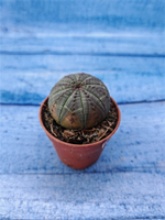 Euphorbia Obesa (Эуфорбия)